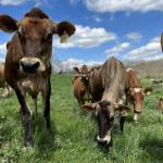 TwinBrook1-150×150 (1)